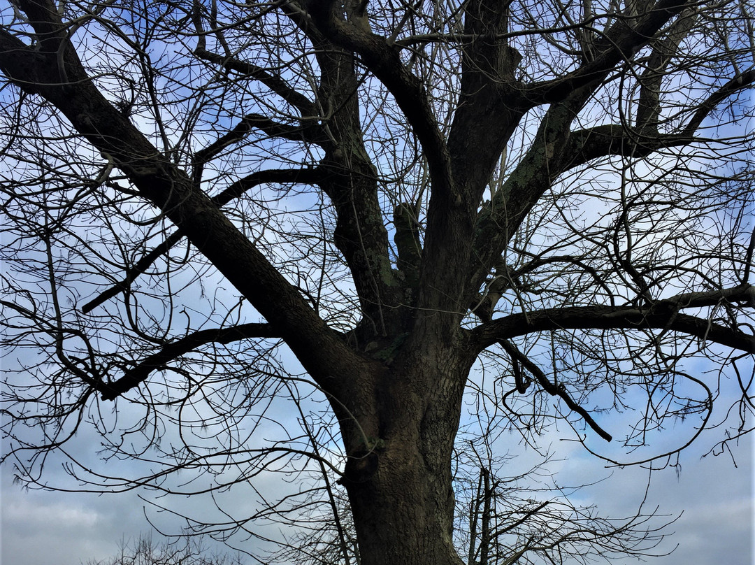 John Wesley's Last Open Air Sermon Tree景点图片