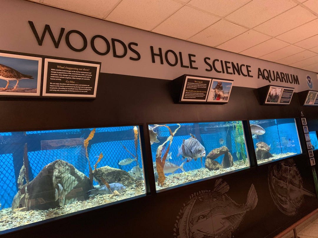 Woods Hole Science Aquarium景点图片