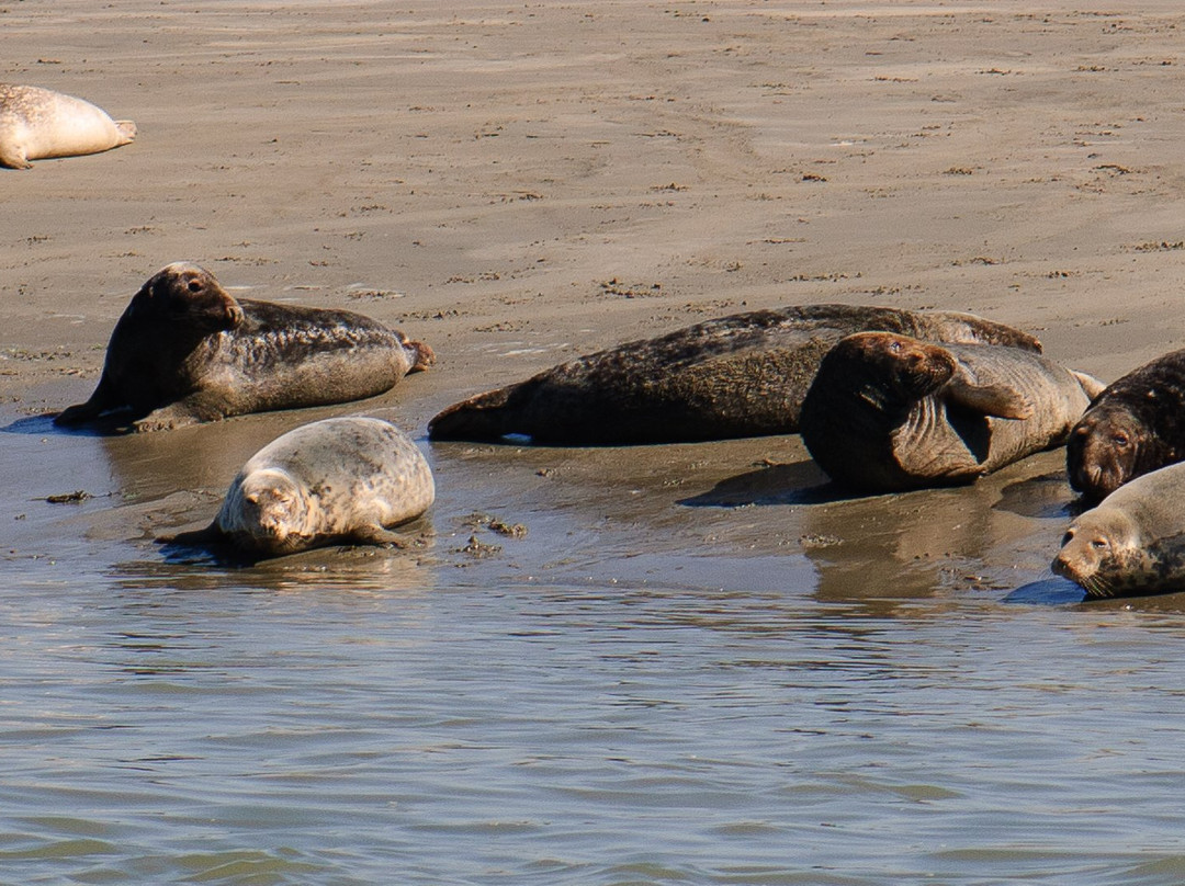 Wavekarting Cadzand-Cadzand必去景点