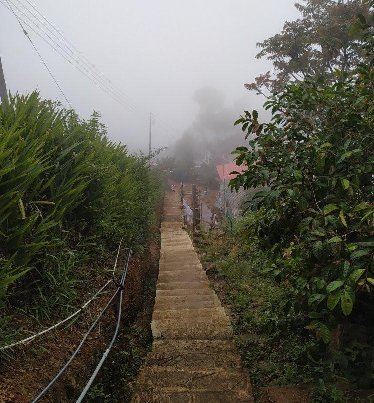 White Monkey - Dias Rest主图