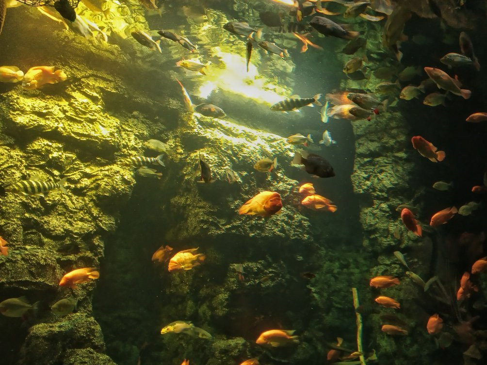 Aquarium Hradec Králové-赫拉德茨克拉洛韦必去景点