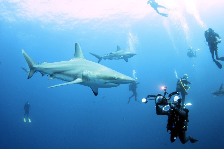 African Dive Adventures景点图片