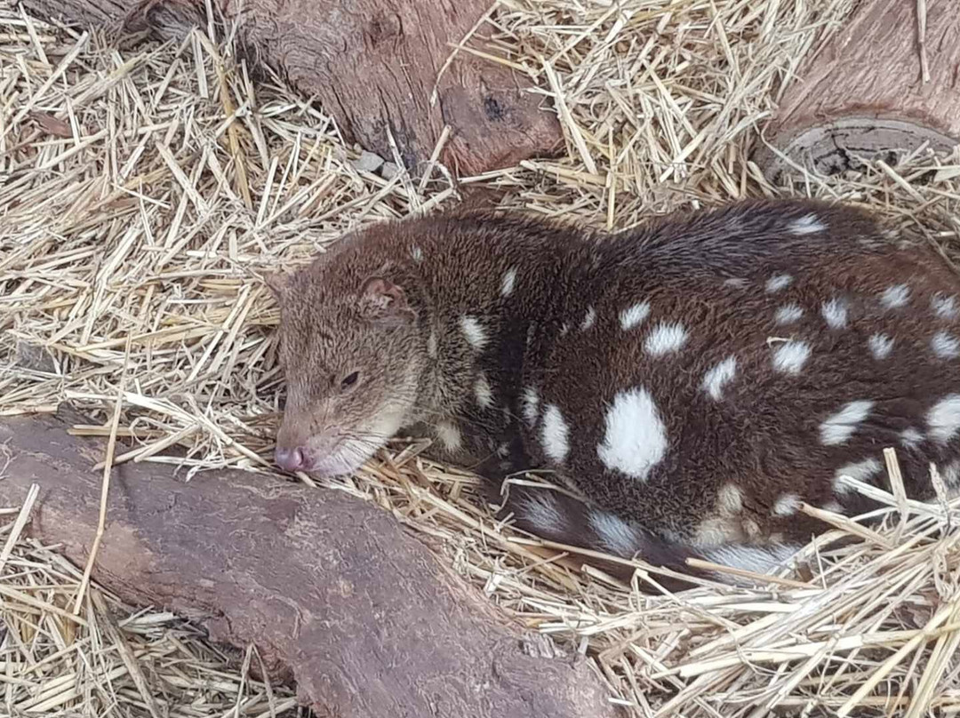 A Twist Of Willow主图