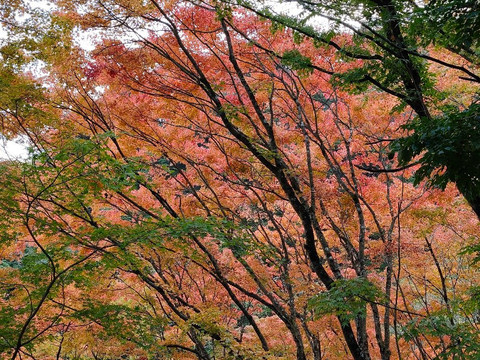 Okutama Shuyu Road-桧原村必去景点