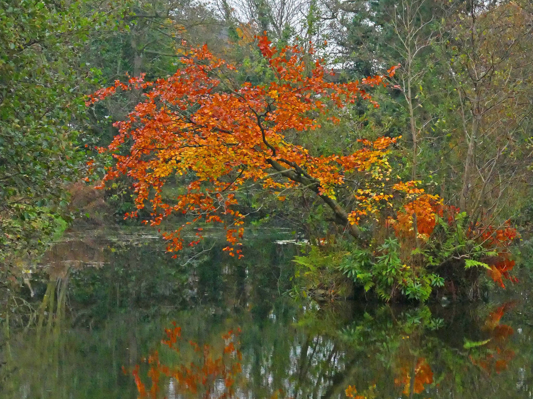Balloo Woodland Nature Reserve