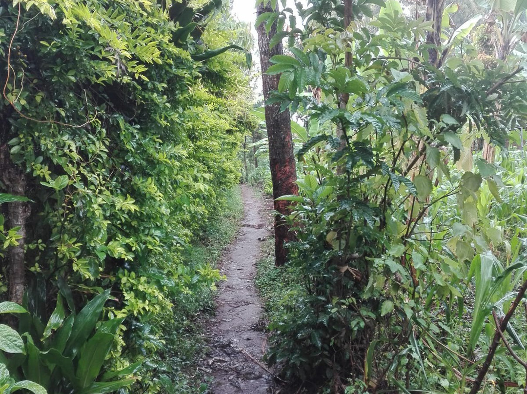 Kilimanjaro Friendship Trail-莫西必去景点