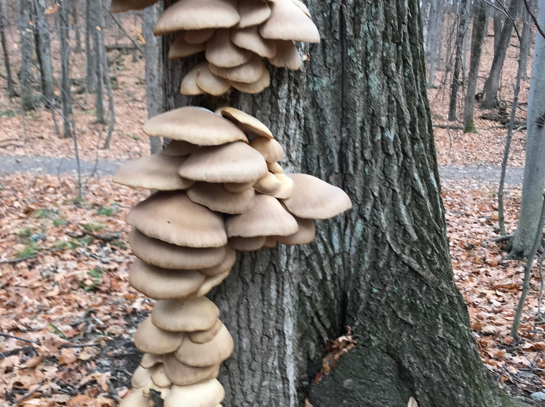 Parc National Du Mont St-bruno-蒙特利尔圣布鲁诺山必去景点