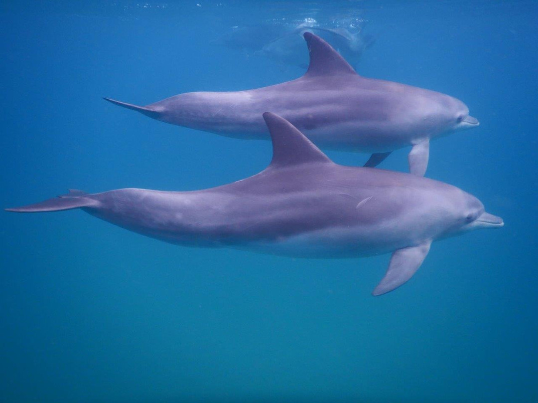 Dolphin Encountours Research Center景点图片