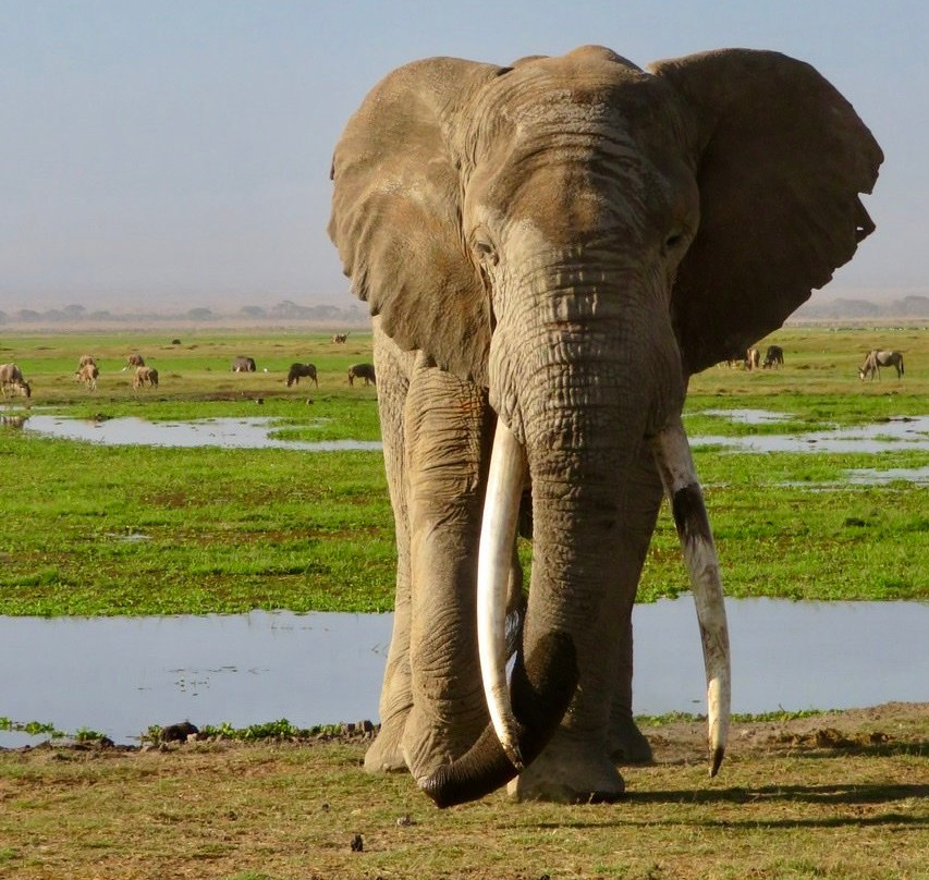 Elephant Garden Safaris景点图片