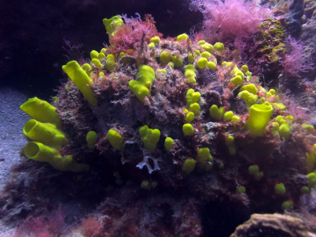 Snorkel the WetSide-夏洛特阿马利亚必去景点