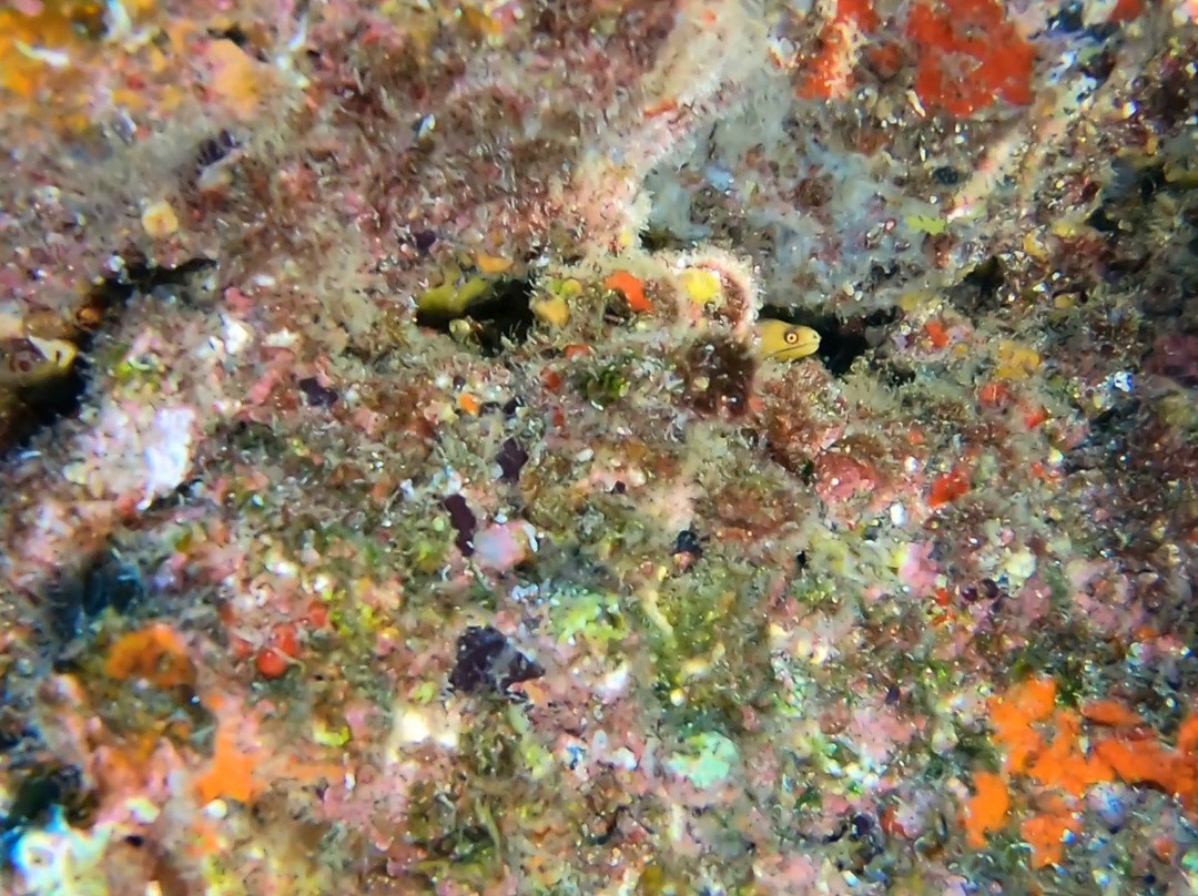 Buceo El Tamboril景点图片