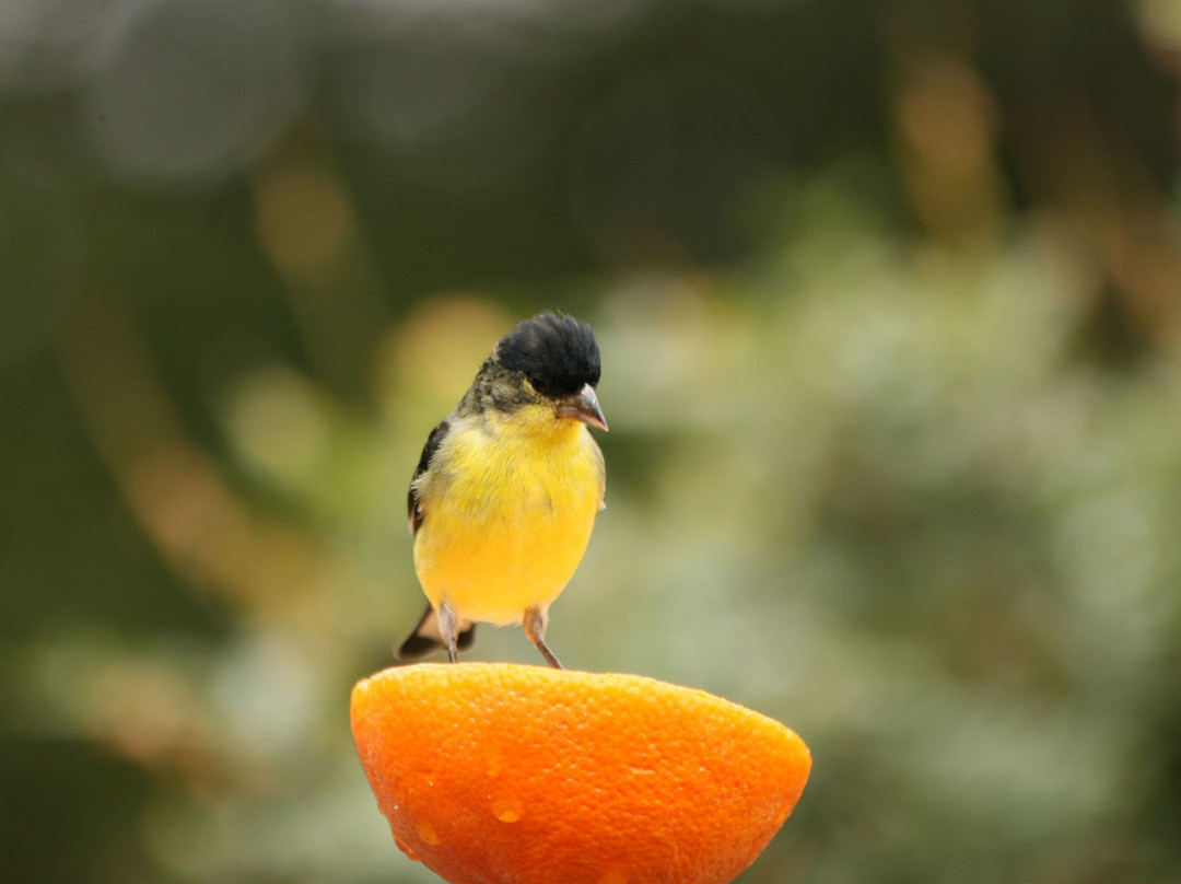 Battiste's Bed, Breakfast & Birds主图