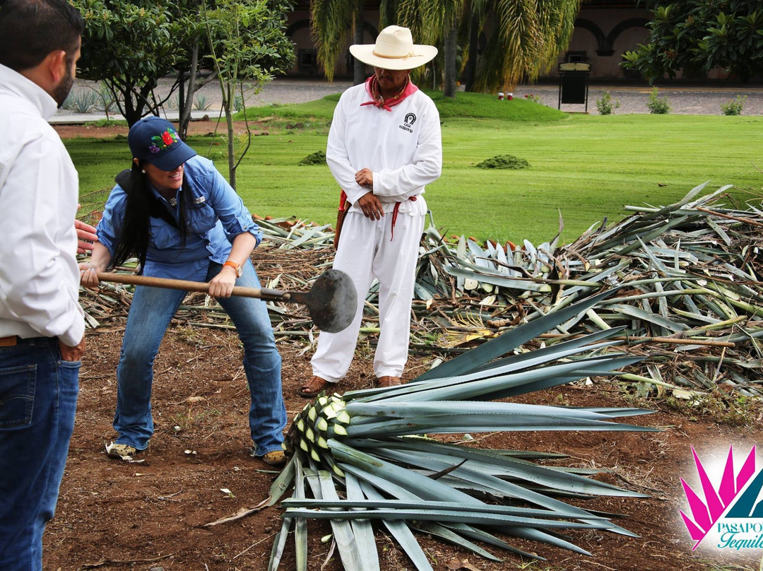 Cofradia Turistico 360-特基拉必去景点