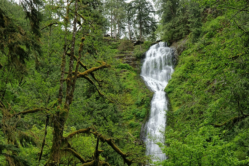 Munson Creek Falls景点图片