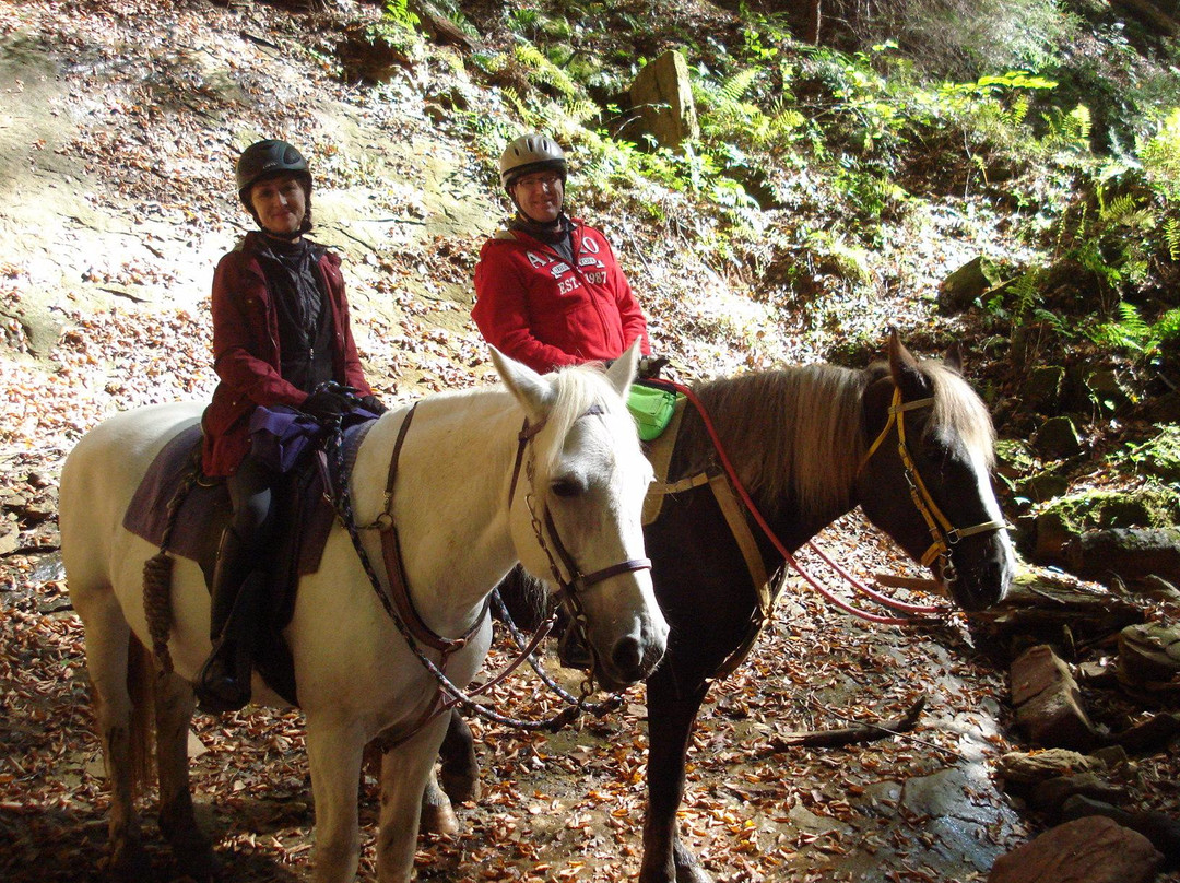 Blue Moon Acres-Laurelville必去景点