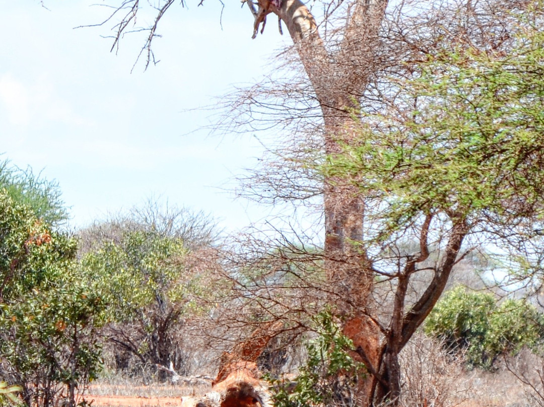 Watamu Diego Safari Day Tours景点图片