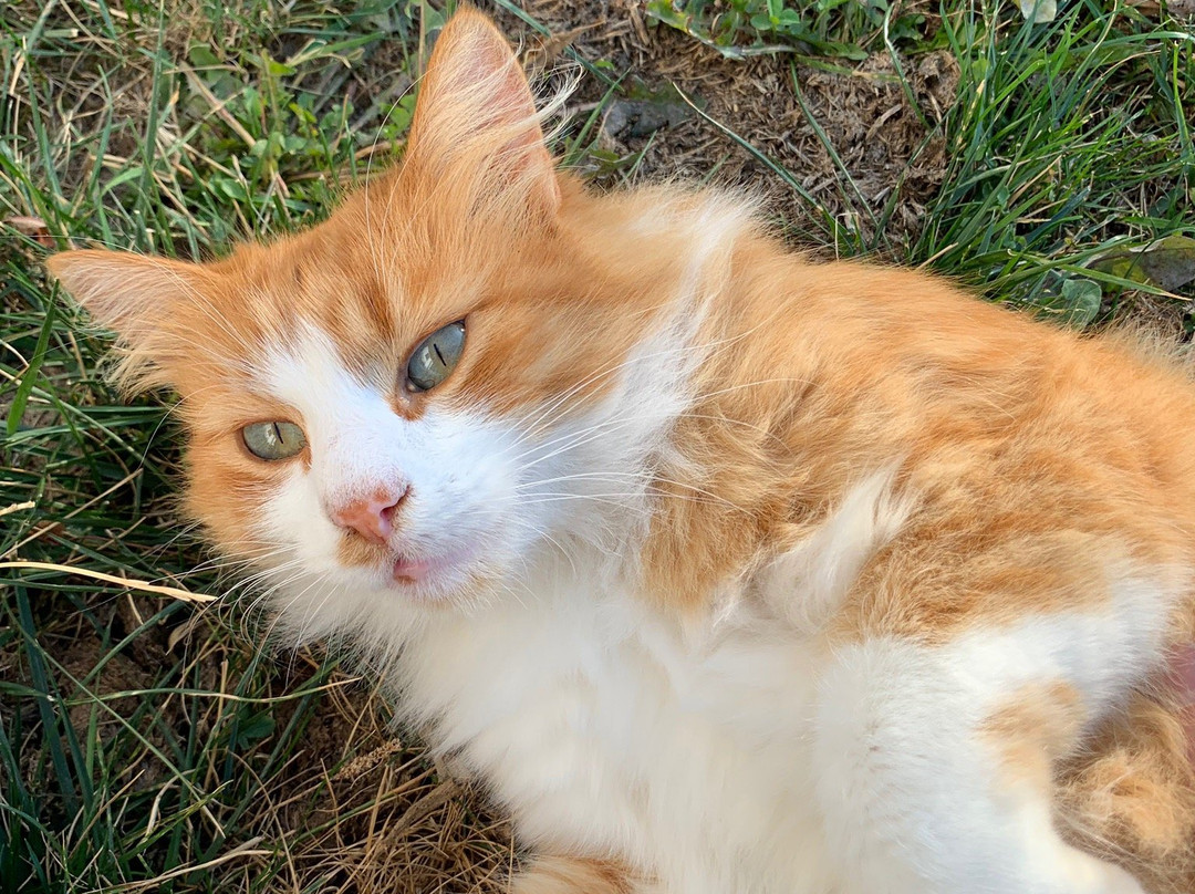 Rusaliite Adventure House主图