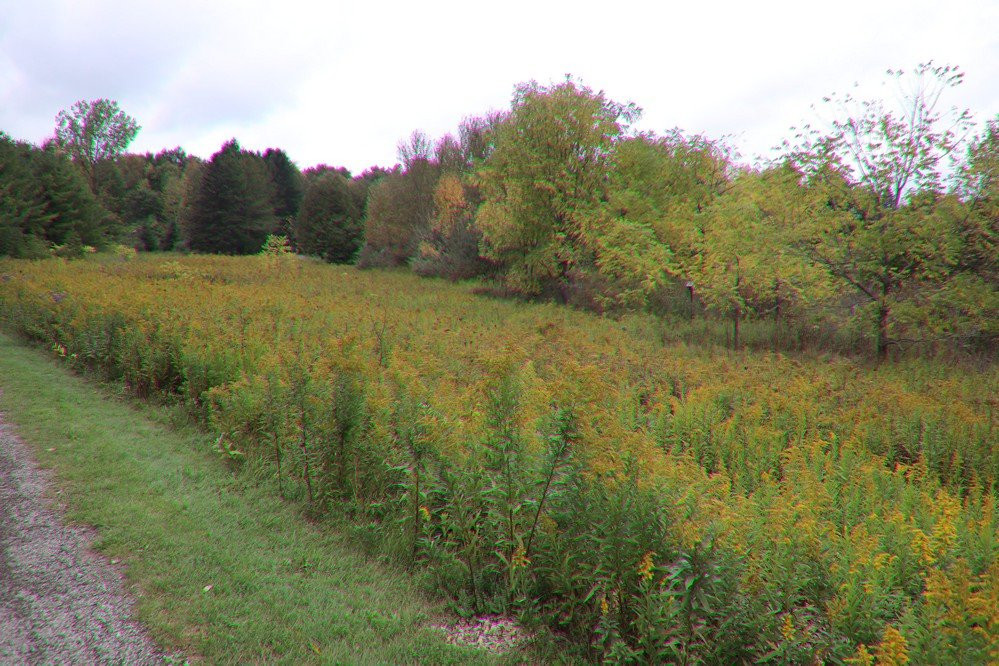 Laurel Creek Conservation Area景点图片