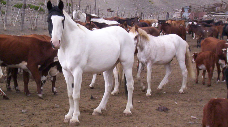 Horseback Riding Expeditions景点图片