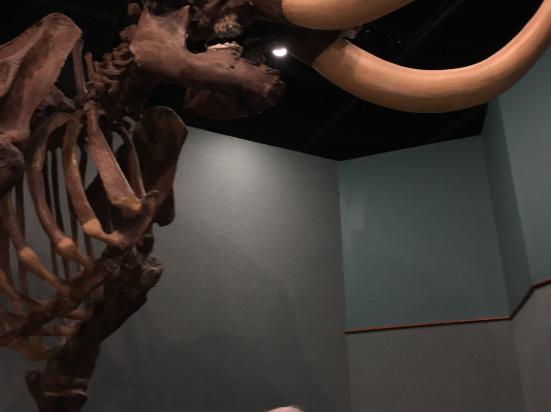 Museum of Florida History景点图片