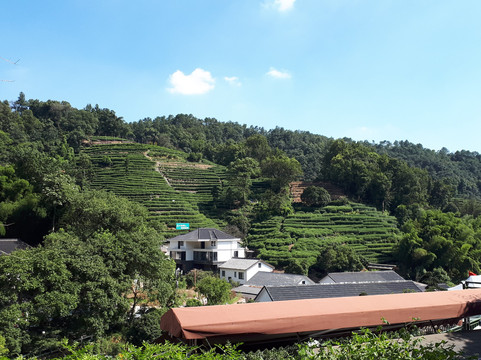 Scarlett Mao Tours-上海市必去景点