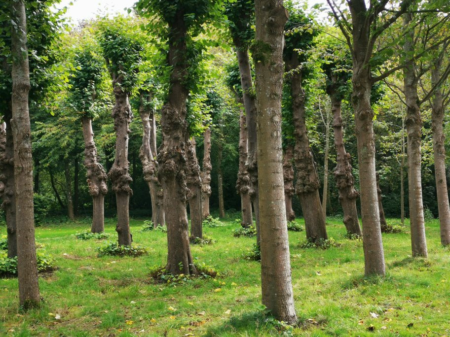 Hochdorfer Garten景点图片