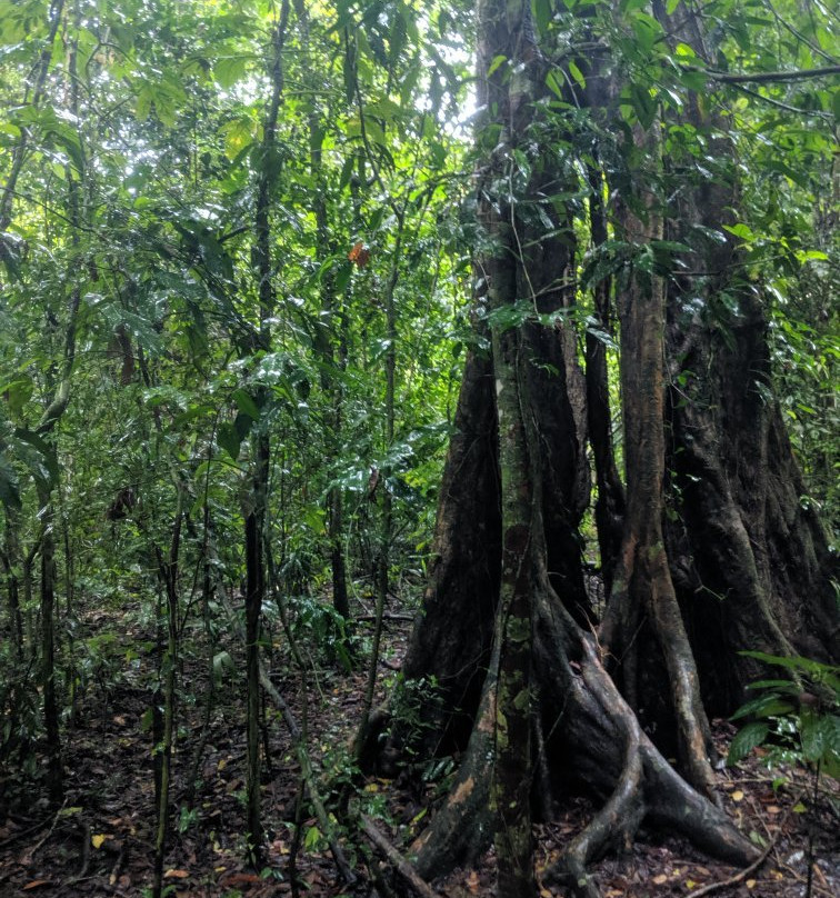 Pura Vida Tours & Transfers-哥斯达黎加安东尼奥国家公园必去景点