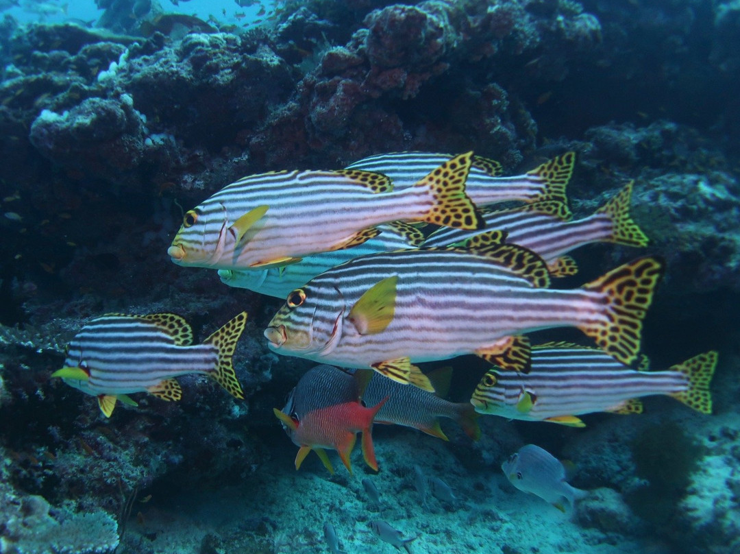 MY Sheena-菲利兹优岛必去景点