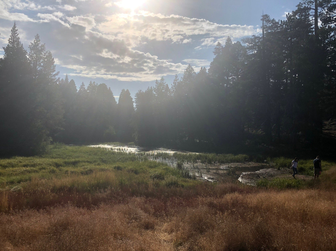Champion Lodgepole Pine-大熊湖必去景点