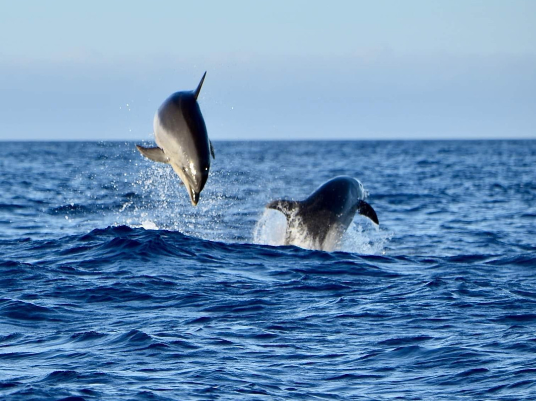 Sea Safaris Lanzarote-卡拉罗港口必去景点