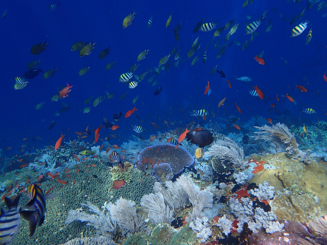 Batu Bolong Reef景点图片