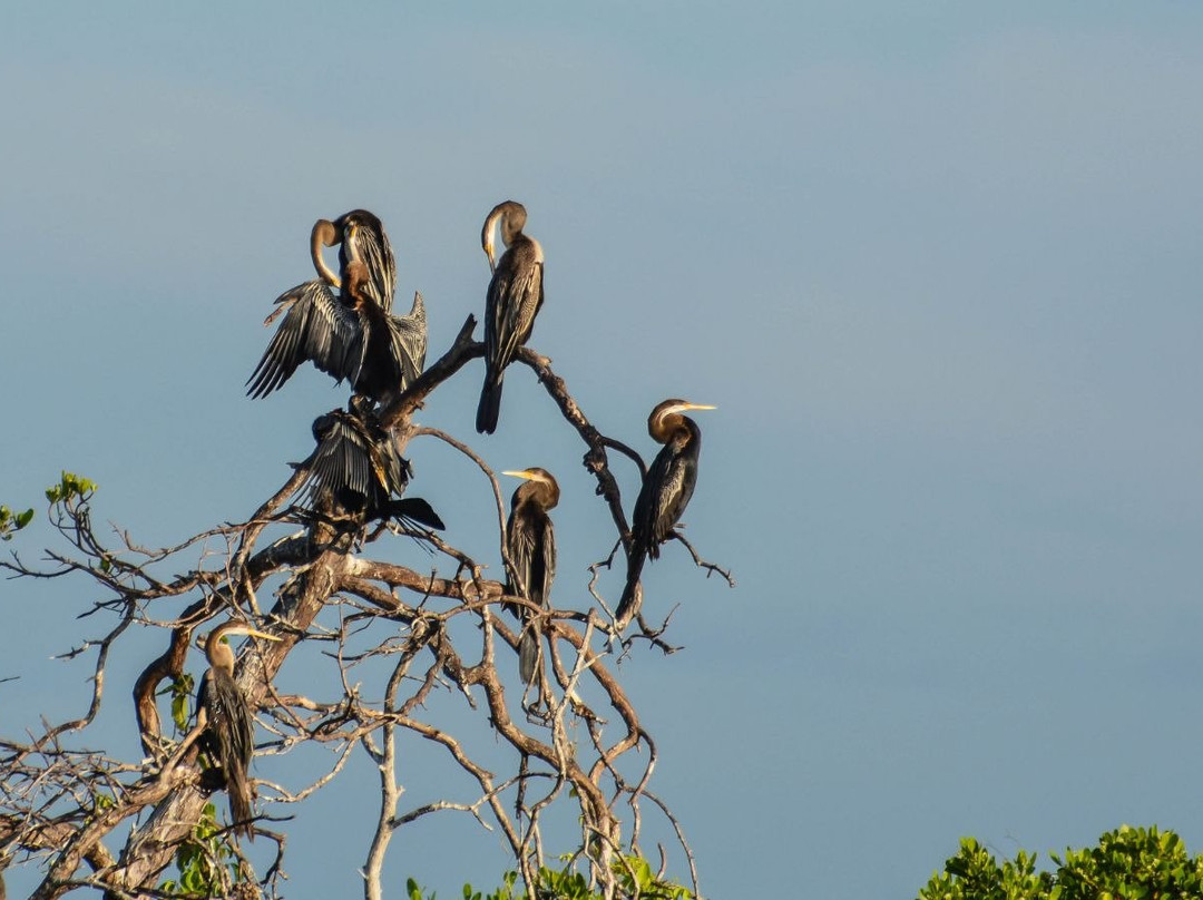 Kalametiya Bird Watching & Ecotourism景点图片