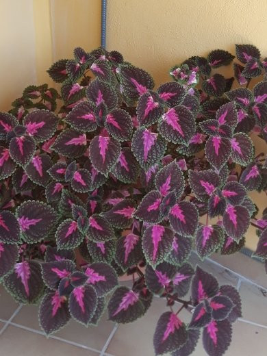 Hotel Meson el Castillo主图