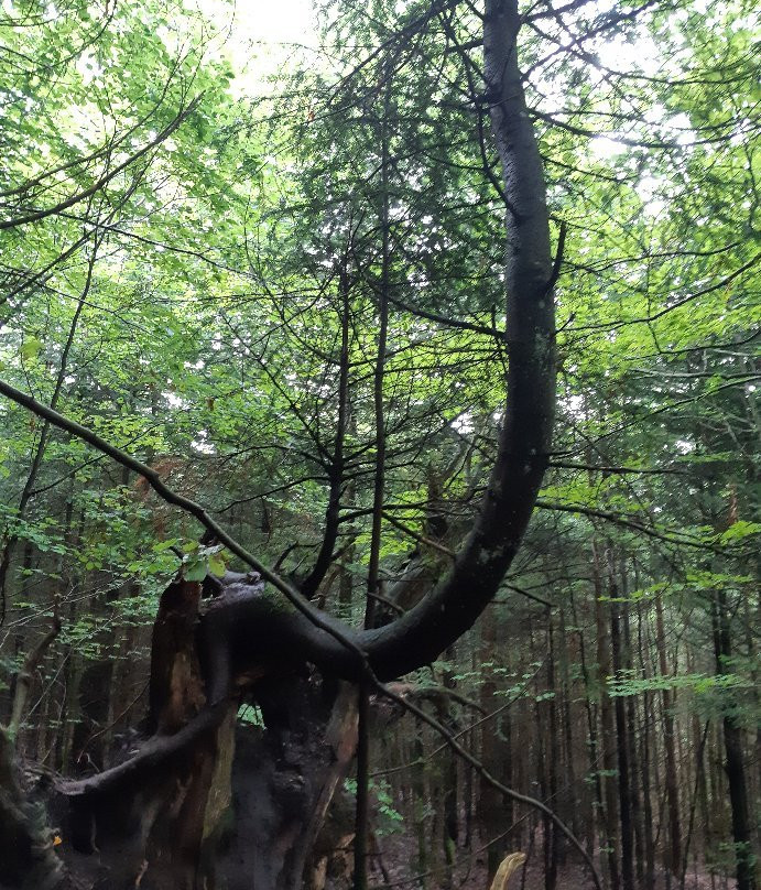 Wildnispfad-Buehlertal必去景点