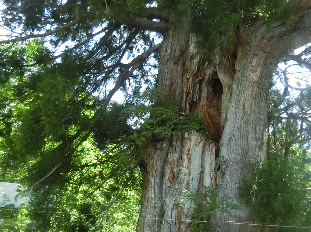 Sendosugi-立山町必去景点