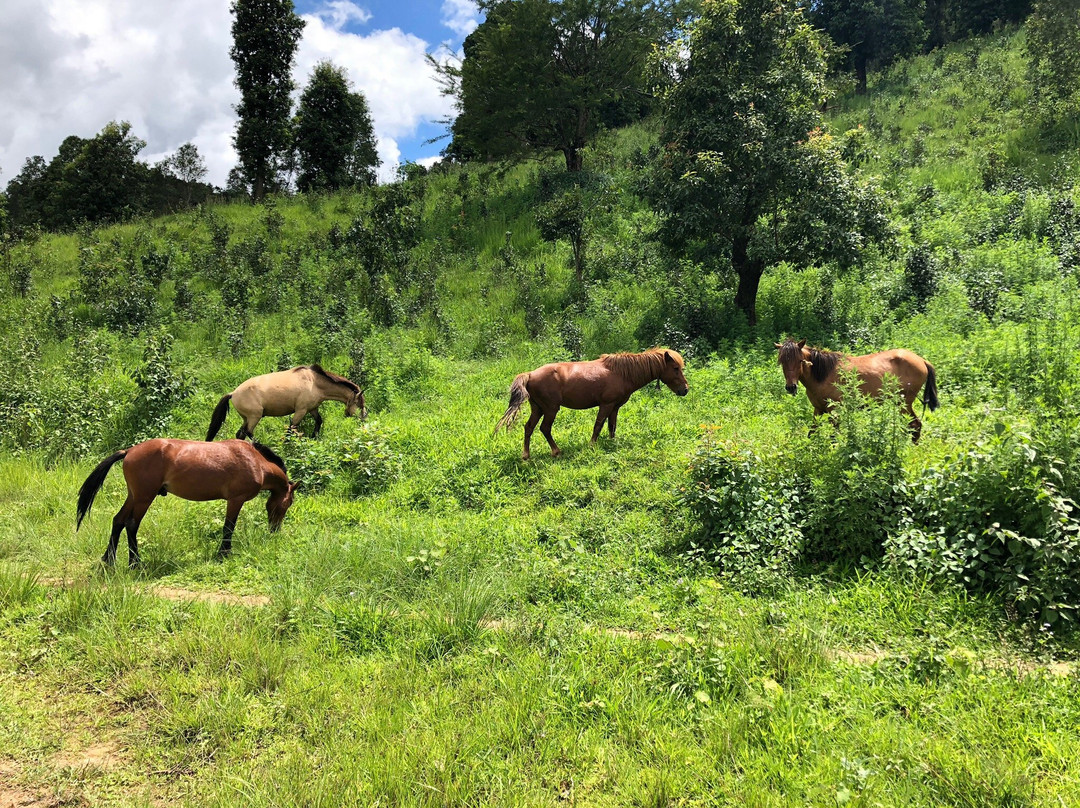 New Force Hsipaw Trekking-西保必去景点