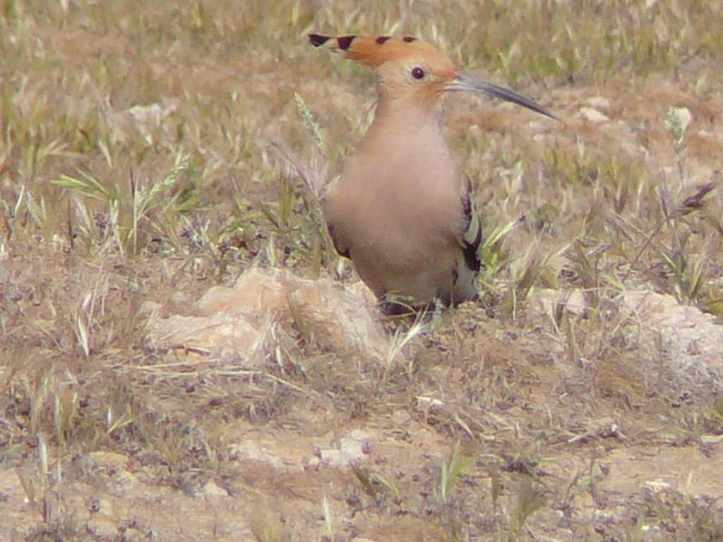Dura-Europos-Deir Ezzor必去景点