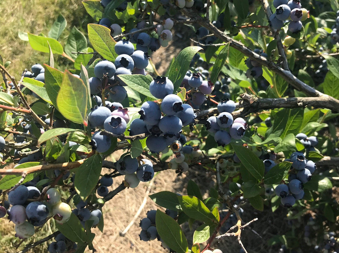 Wilmot Orchards景点图片