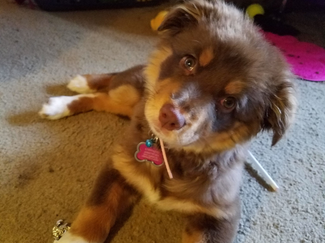 Lebanon旅游攻略图片