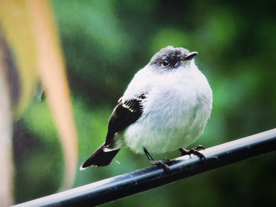 Ruta Turística MIO Cable-卡利必去景点