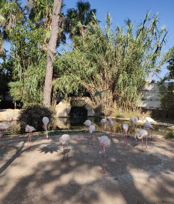 Limassol Zoo景点图片
