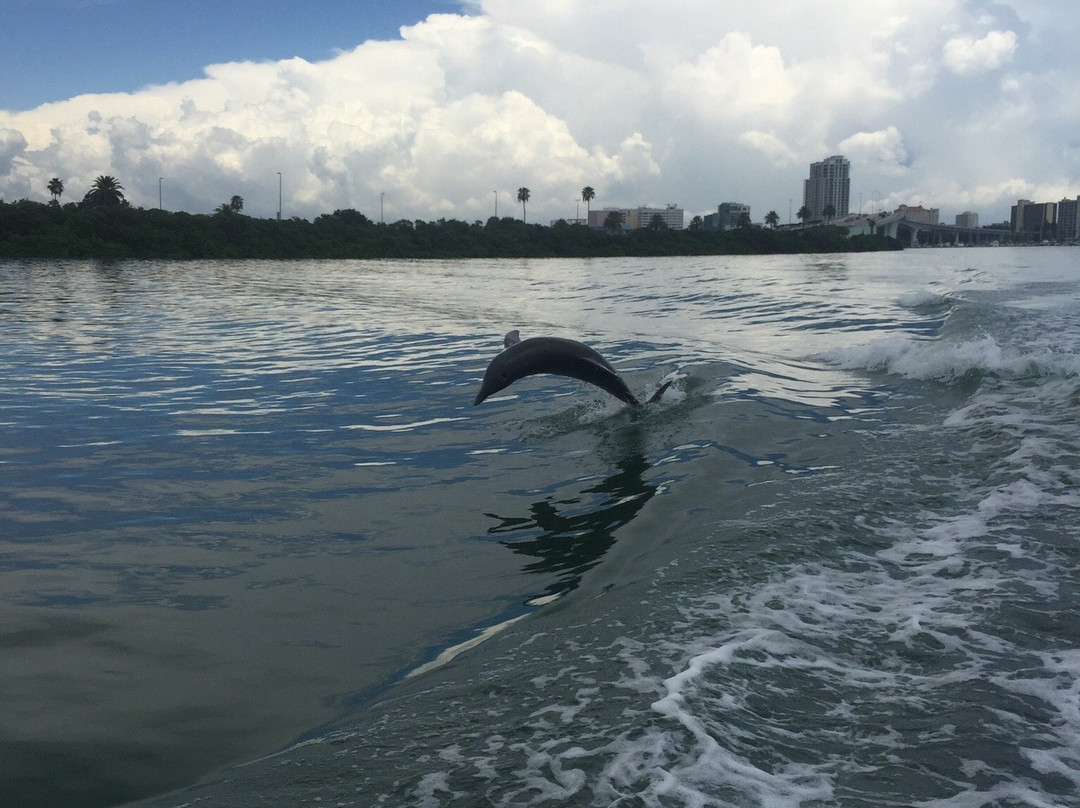 Little Toot Dolphin Adventure景点图片