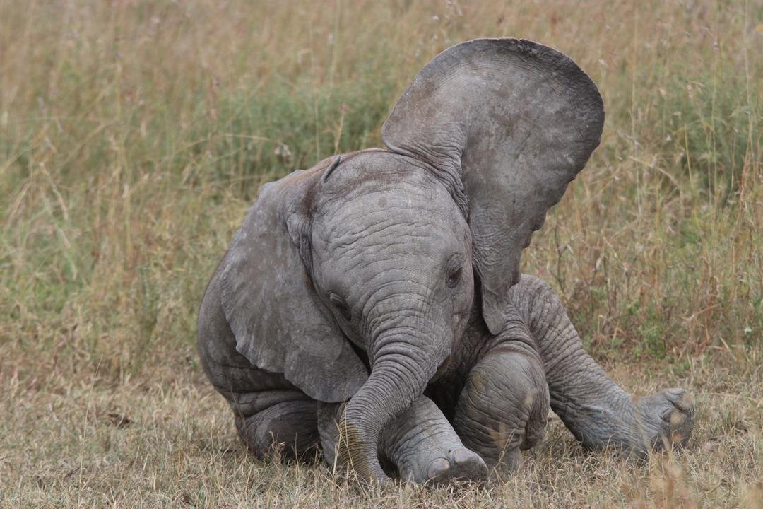Monarch Safari Guides - Day Tours-阿鲁沙必去景点