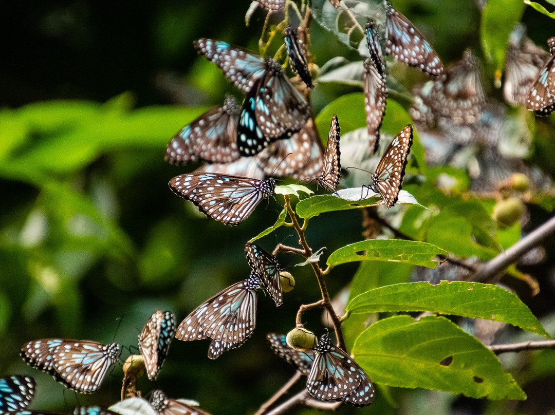 Connie Bay-Keswick Island必去景点