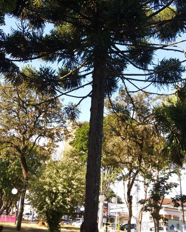 Praca Dr. Alcides Mosconi-Andradas必去景点