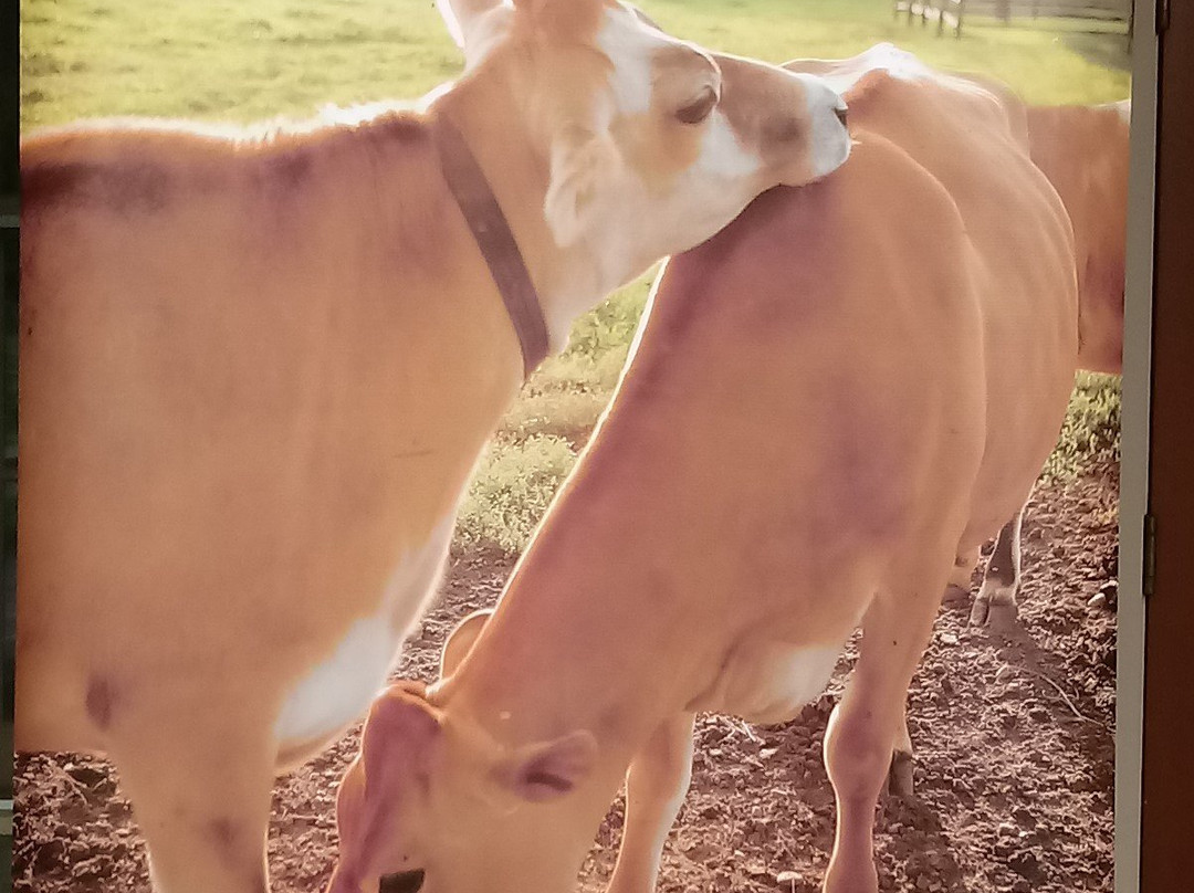 Billings Farm & Museum-伍德斯托克必去景点