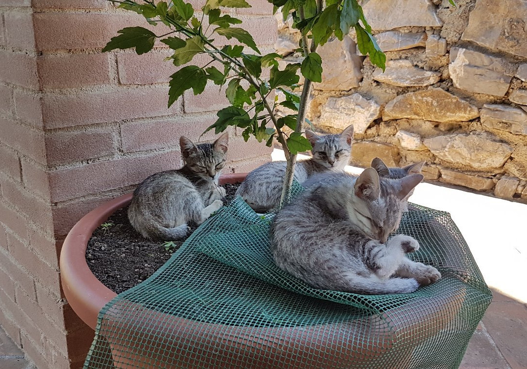 Agriturismo La Conserva主图