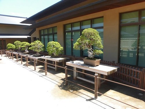 Omiya Bonsai Village景点图片