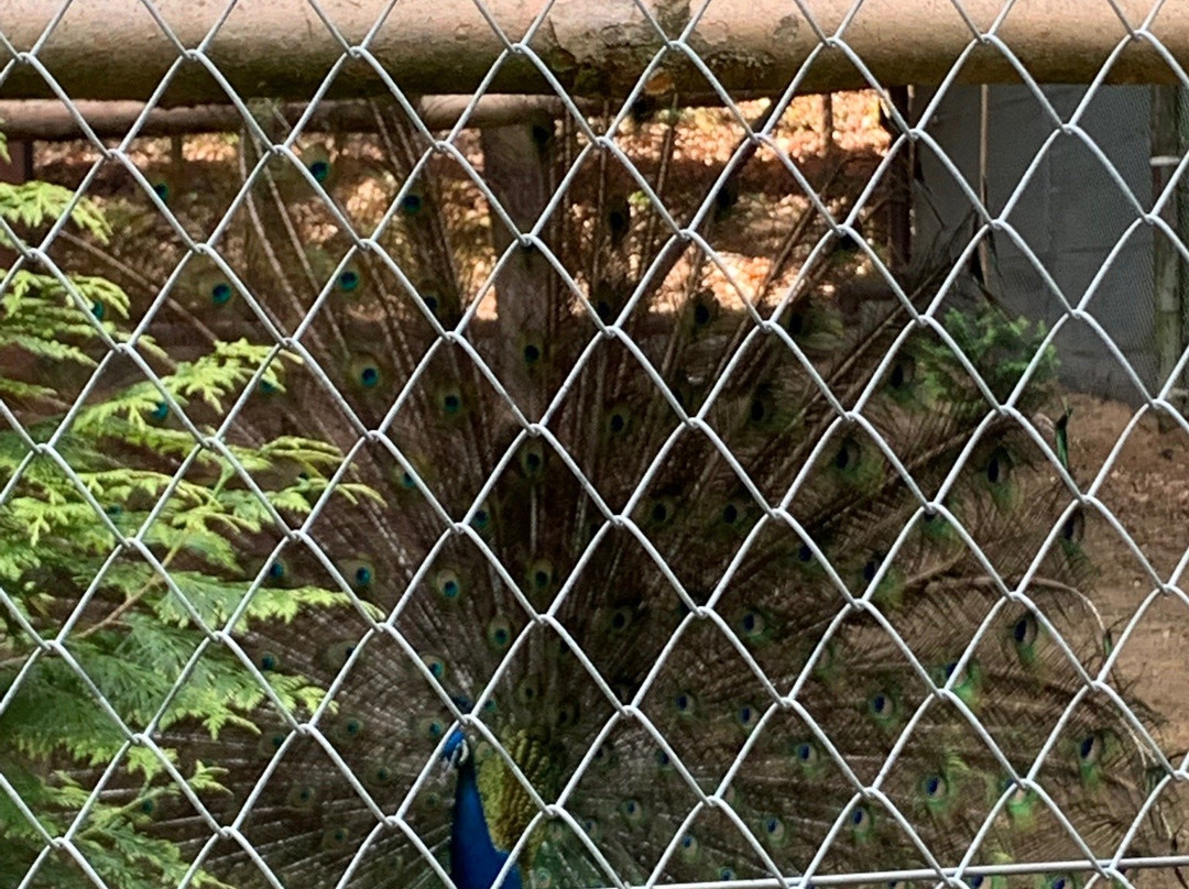Zoo Charlotta景点图片