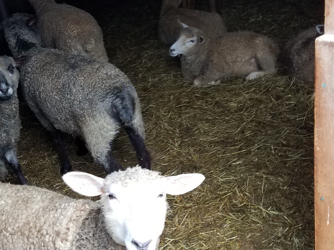 Gaspereau Valley Fibers-Wolfville必去景点